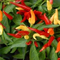 Audifort Capsicum Annuum Ingredient